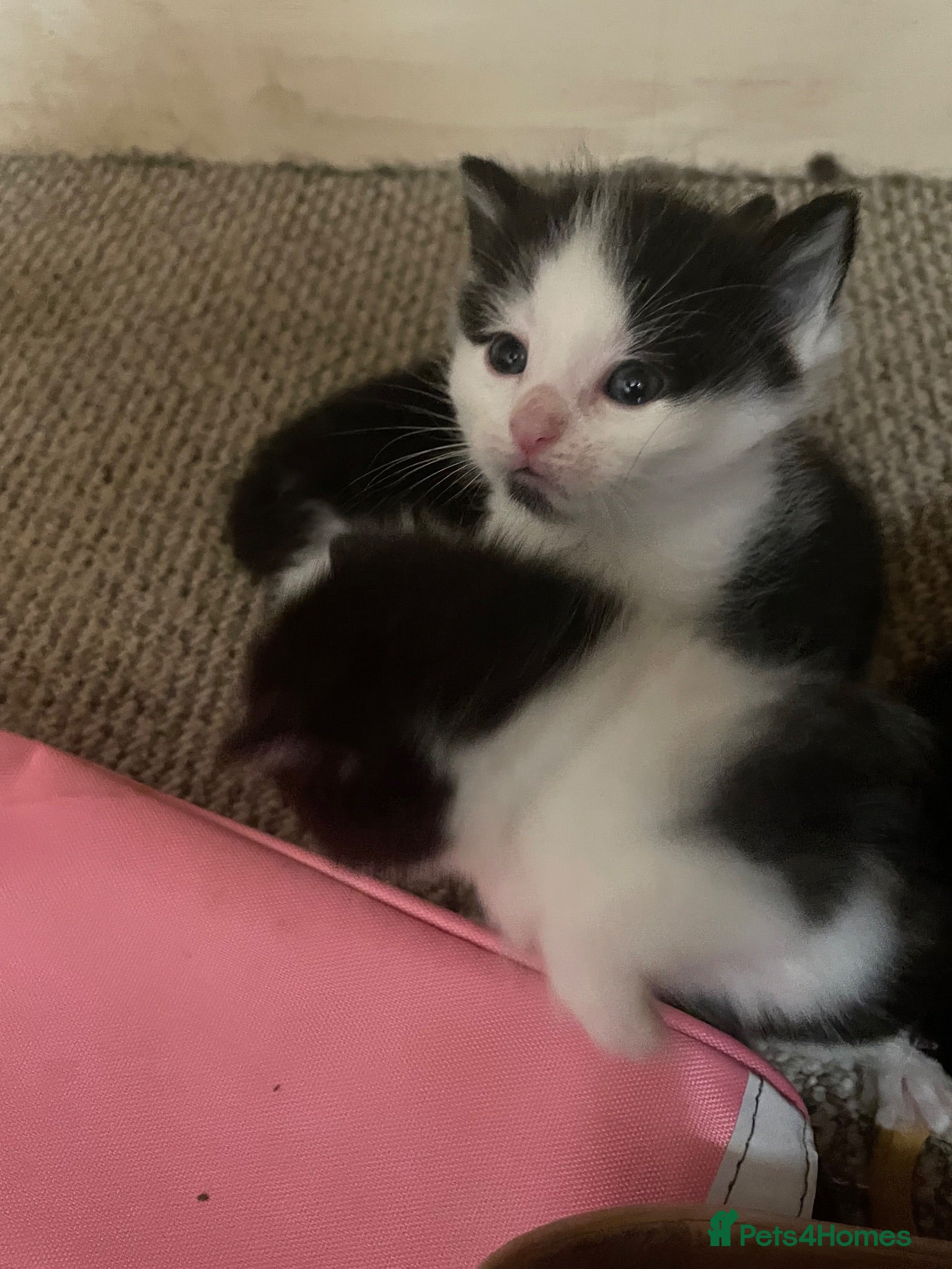 Domestic Shorthair cats Beautiful fluffy kittens  - Advert 14
