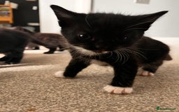 Domestic Shorthair cats for sale: Kittens - Image 2