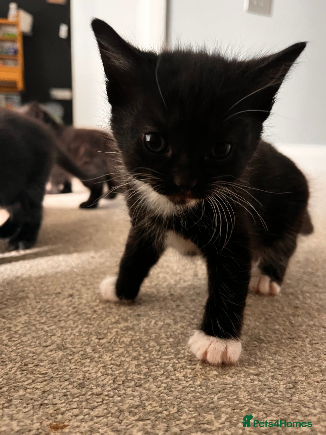 Domestic Shorthair cats for sale: Kittens - Image 2