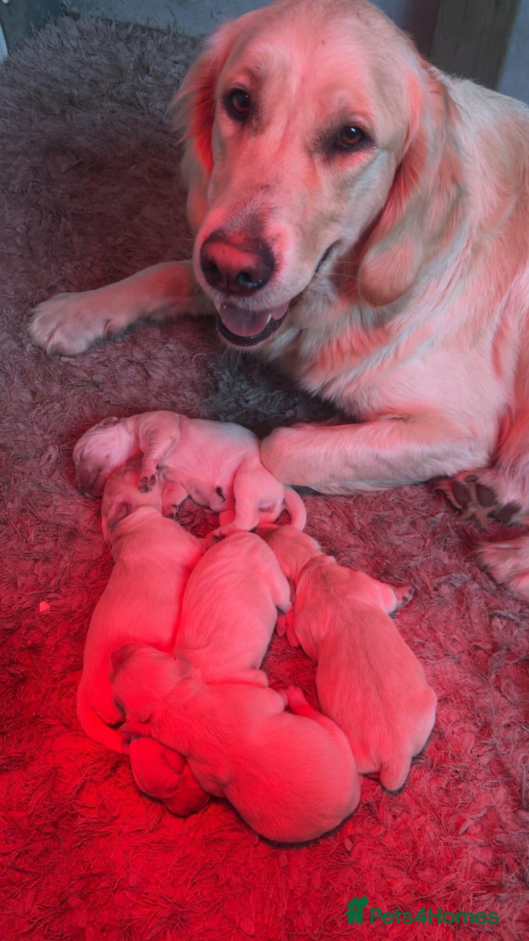 Golden Retriever dogs Pure golden retriever puppies - Advert 15