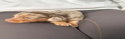 Miniature Dachshund dogs for sale: Beautiful Miniature dachshunds  - Advert 22