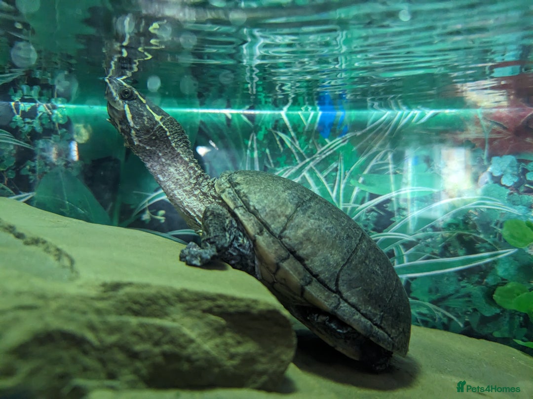 Turtle reptiles for sale: Two common musk turtles  - Image 4