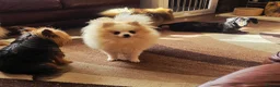 Pomeranian dogs for sale: Superb Pomeranian Girl - Advert 1