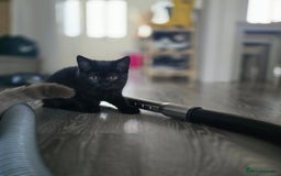 Mixed Breed cats for sale: BSH and Tuxedo Mix - Image 5