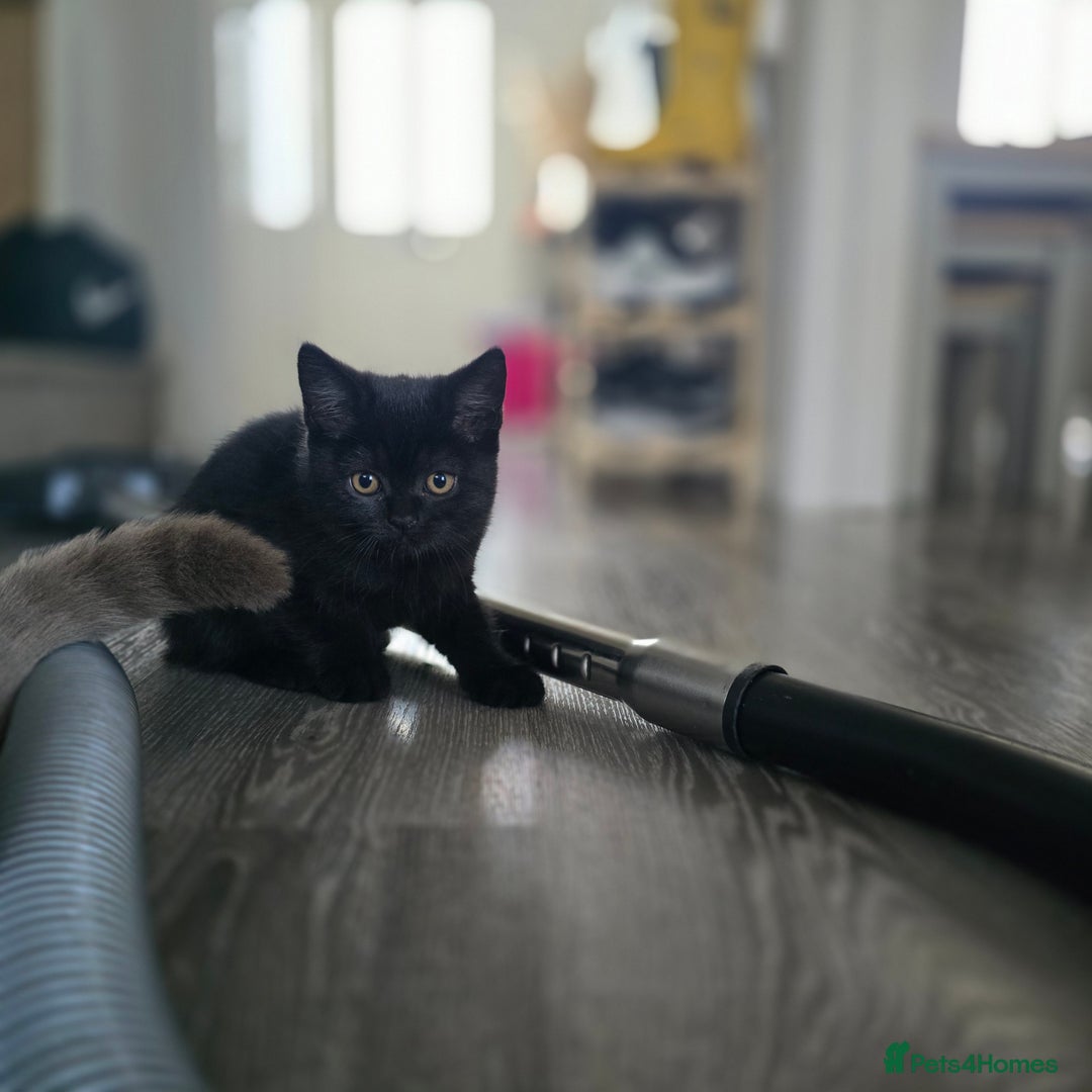 Mixed Breed cats for sale: BSH and Tuxedo Mix - Image 5