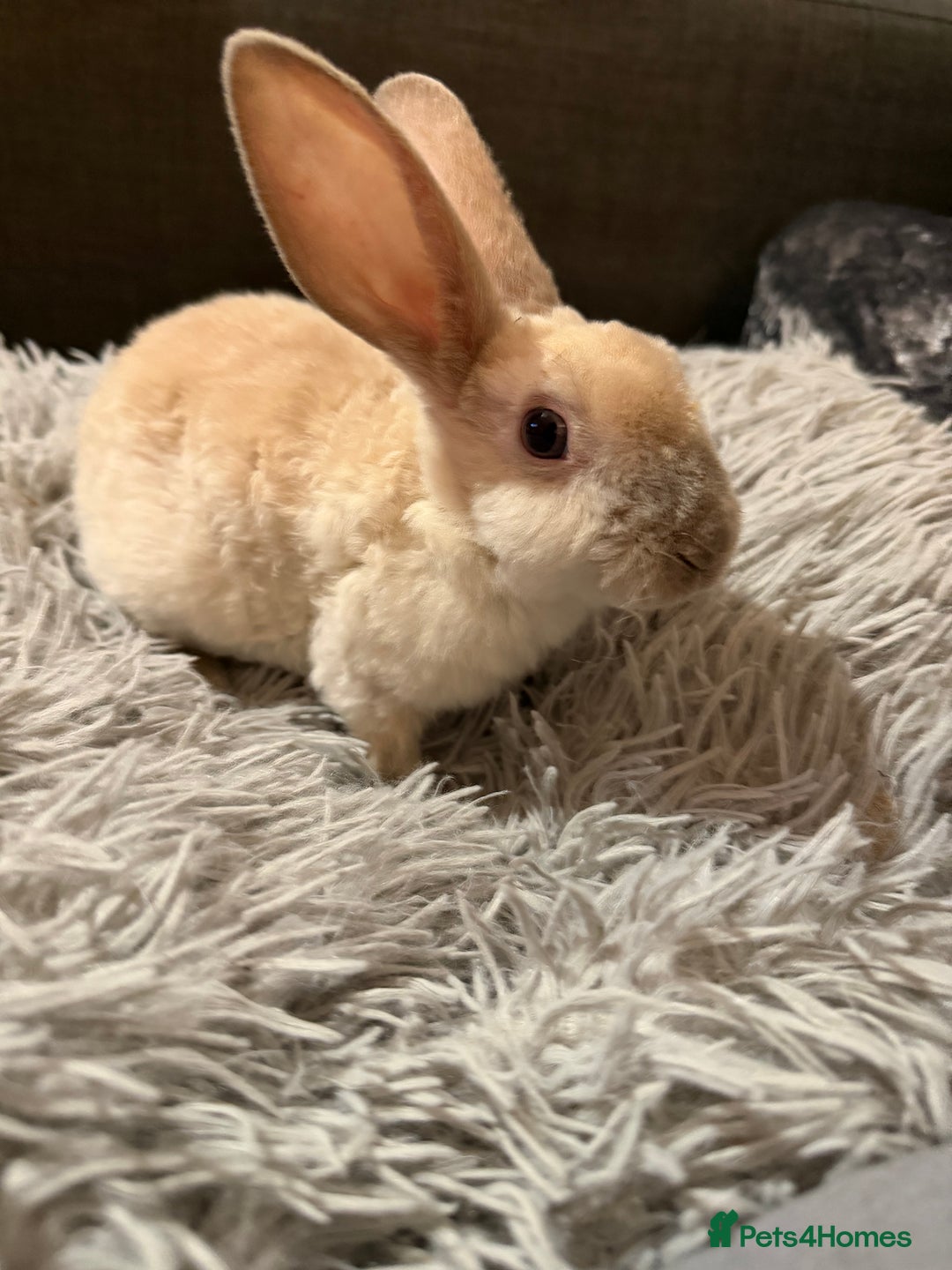 Mixed Breed rabbits for sale: Bunnies for Sale - Advert 5