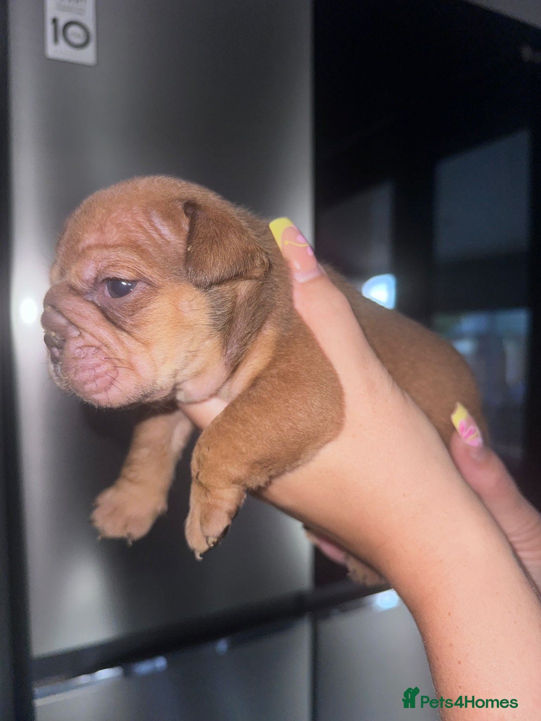 English Bulldog dogs for sale: Beautiful English bulldog puppies - Image 22