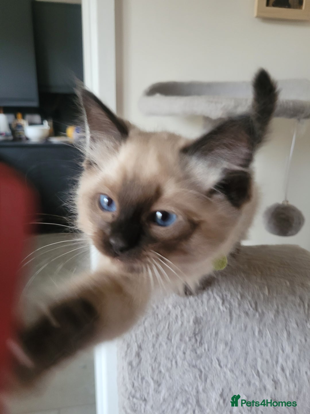 Ragdoll cats for sale: Super cute Ragdoll Kittens, Mink Seal Point  - Advert 9