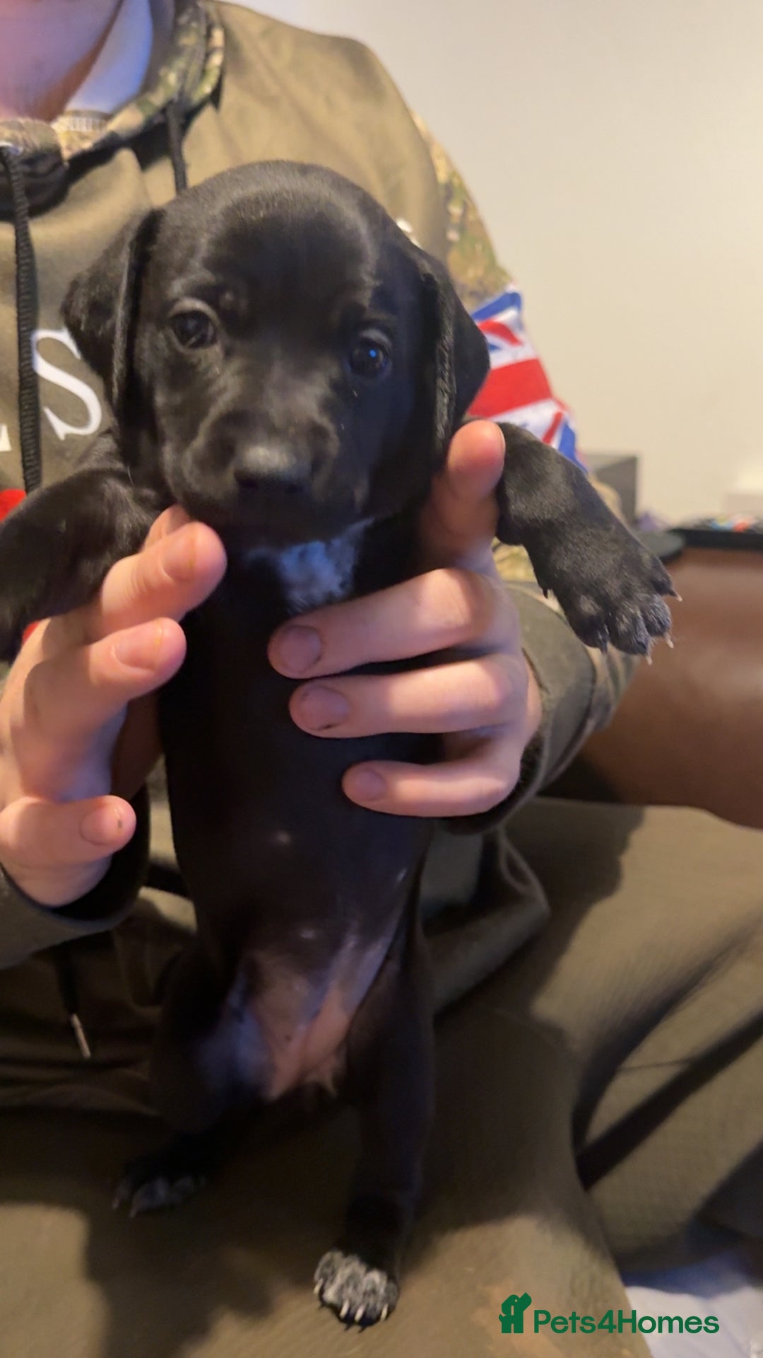 Mixed Breed dogs for sale: Bedlington X pointer  - Advert 8