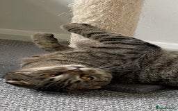 Scottish Fold cats for sale: Scottish fold  - Image 12