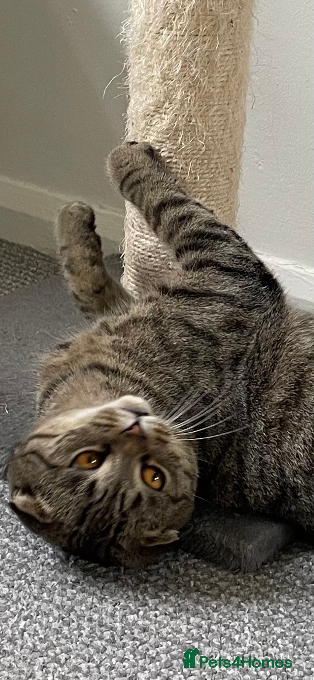 Scottish Fold cats for sale: Scottish fold  - Image 12