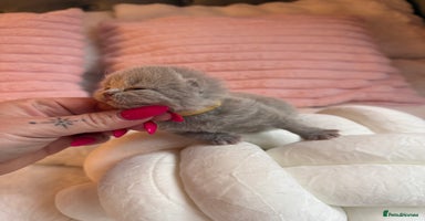 British Shorthair cats - Advert 7