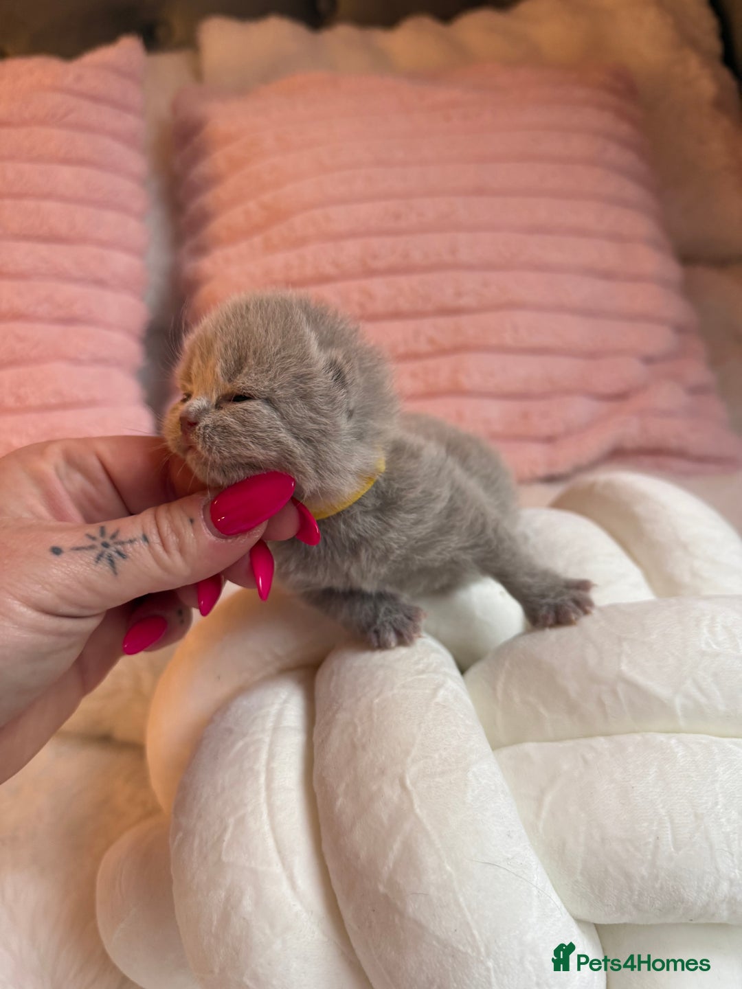 British Shorthair cats for sale: Pure British shorthair Champion line 😻🥇🏆 - Image 3
