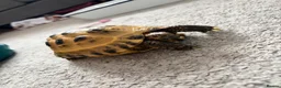 Tortoise reptiles for sale: Horsefield tortoise  - Advert 1