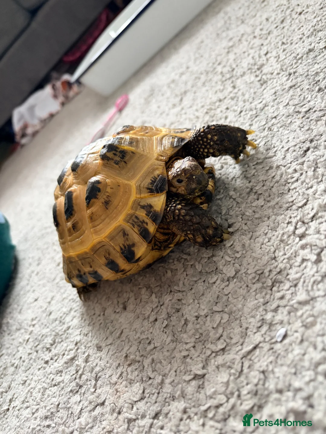 Tortoise reptiles for sale: Horsefield tortoise  - Advert 1
