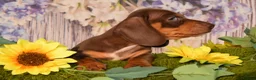 Miniature Dachshund dogs for sale: Kc reg mini dachunds  - Advert 5