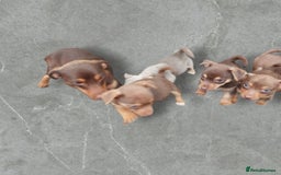 Jack Russell dogs for sale: Miniature jack Russell pups - Image 22