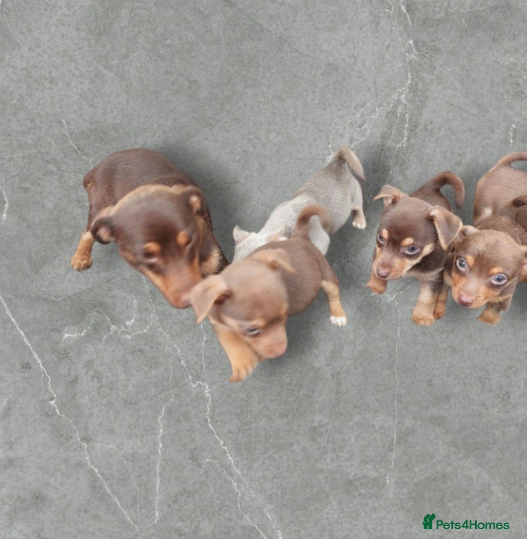 Jack Russell dogs for sale: Miniature jack Russell pups - Image 22