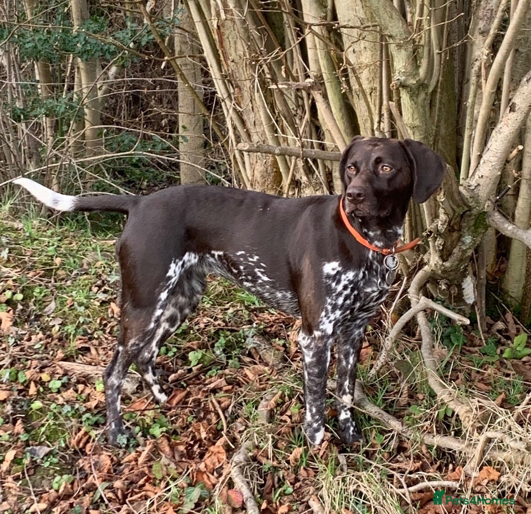 German Shorthaired Pointer dogs for sale: Litter due 21/08/2025 - Image 4