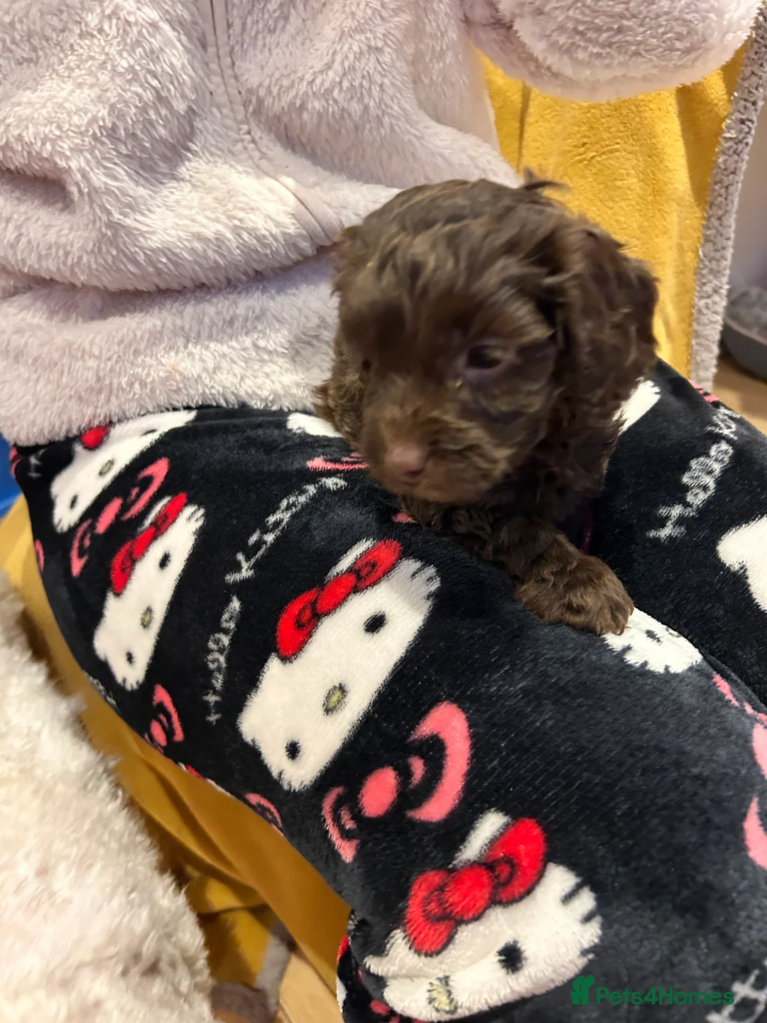 Cockapoo dogs for sale: Beautiful Cockerpoo’s in Macclesfield - Advert 6