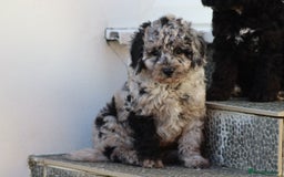Cavapoo dogs for sale: Beautiful Cavapoochons for sale  - Image 28