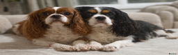 Cavalier King Charles Spaniel dogs for sale: Beautiful KC Registered Cavalier King Charles Pups - Advert 4