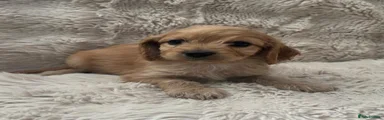 Cavapoo 2