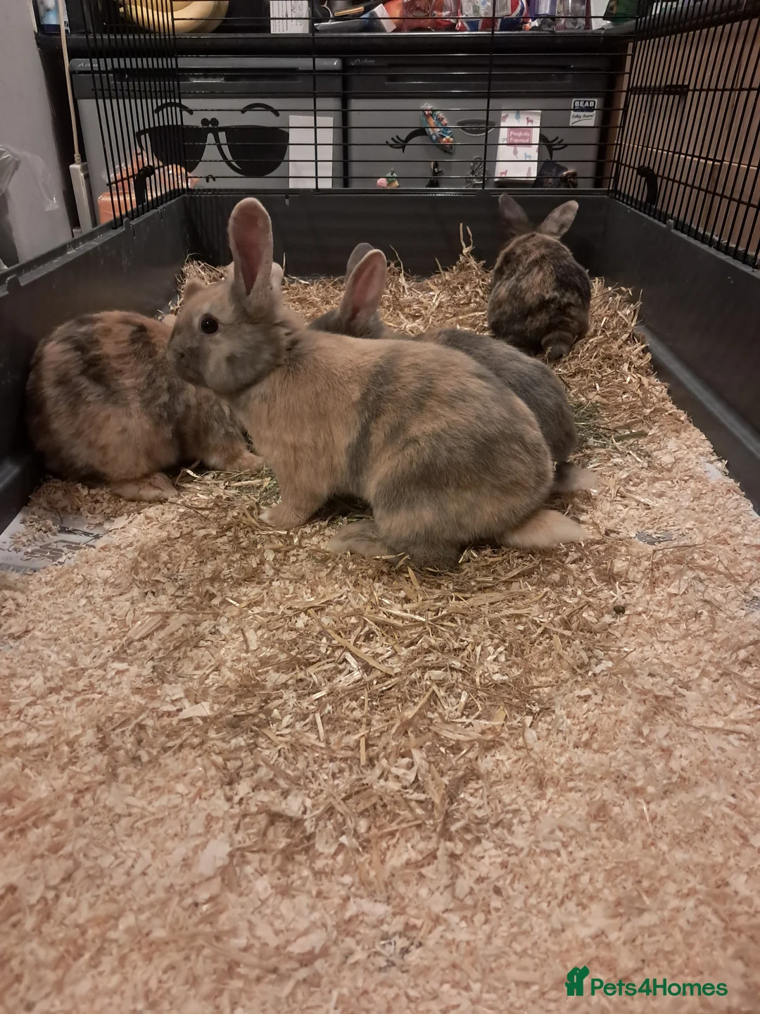 Mixed Breed rabbits for sale: Gorgeous lop x bunnies available  - Advert 10