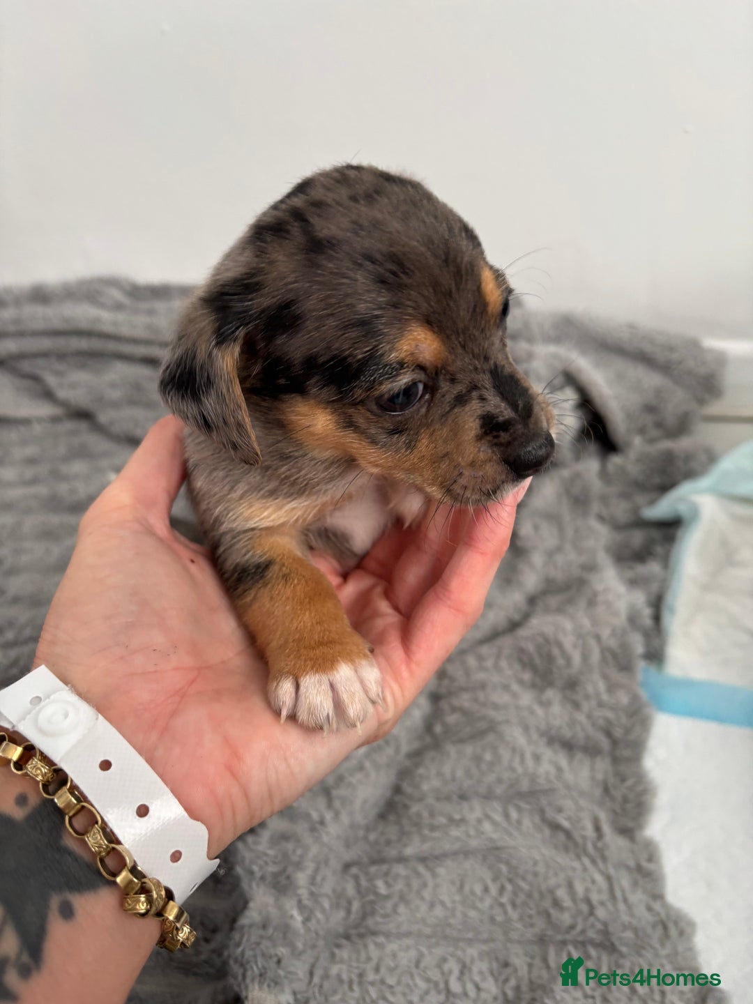 Jack Russell dogs for sale: Merle and black & tan Jack Russell  - Image 6