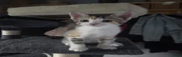 Mixed Breed cats for sale: Beautiful mixed breed kittens for sale - Advert 8