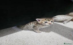 Mixed Breed cats for sale: Five Stunning Bengal X Kittens For Sale  - Image 26
