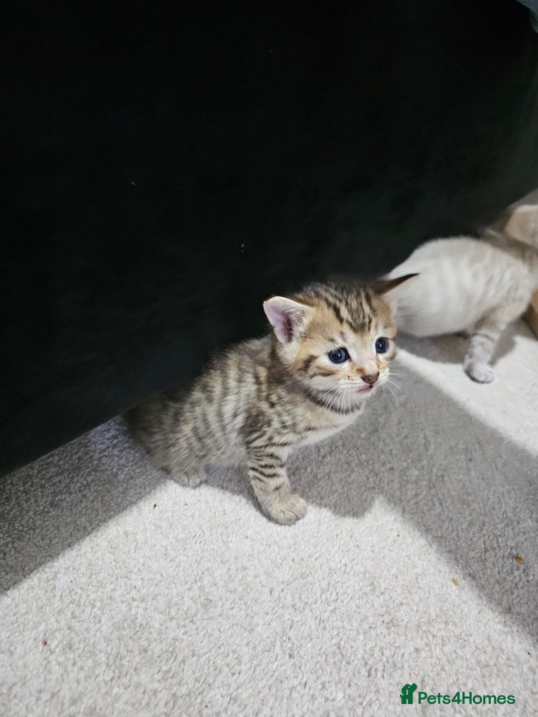 Mixed Breed cats for sale: Five Stunning Bengal X Kittens For Sale  - Image 26