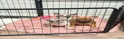 French Bulldog dogs for sale: French bulldog pups (rare colours)  - Advert 4