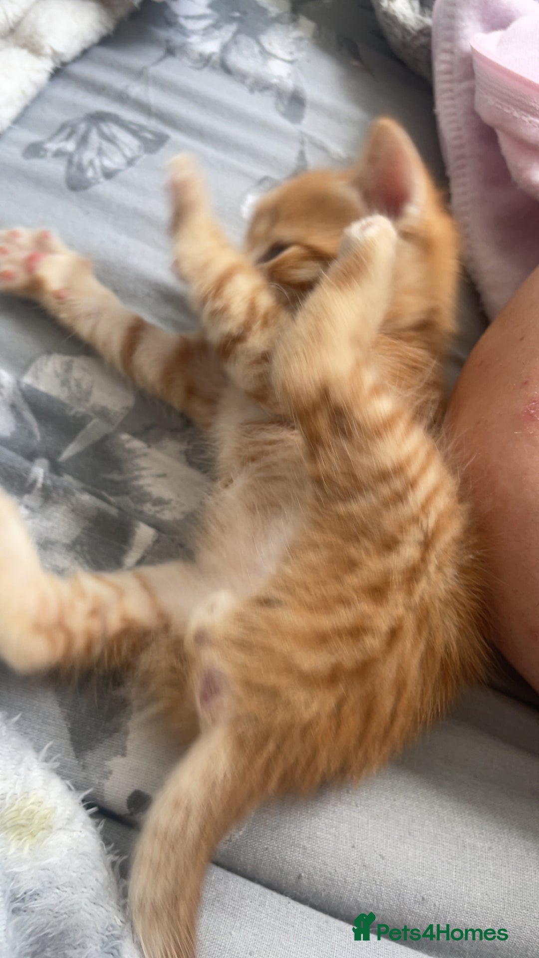 Mixed Breed cats for sale: 5 beautiful kittens ready to go! - Image 19