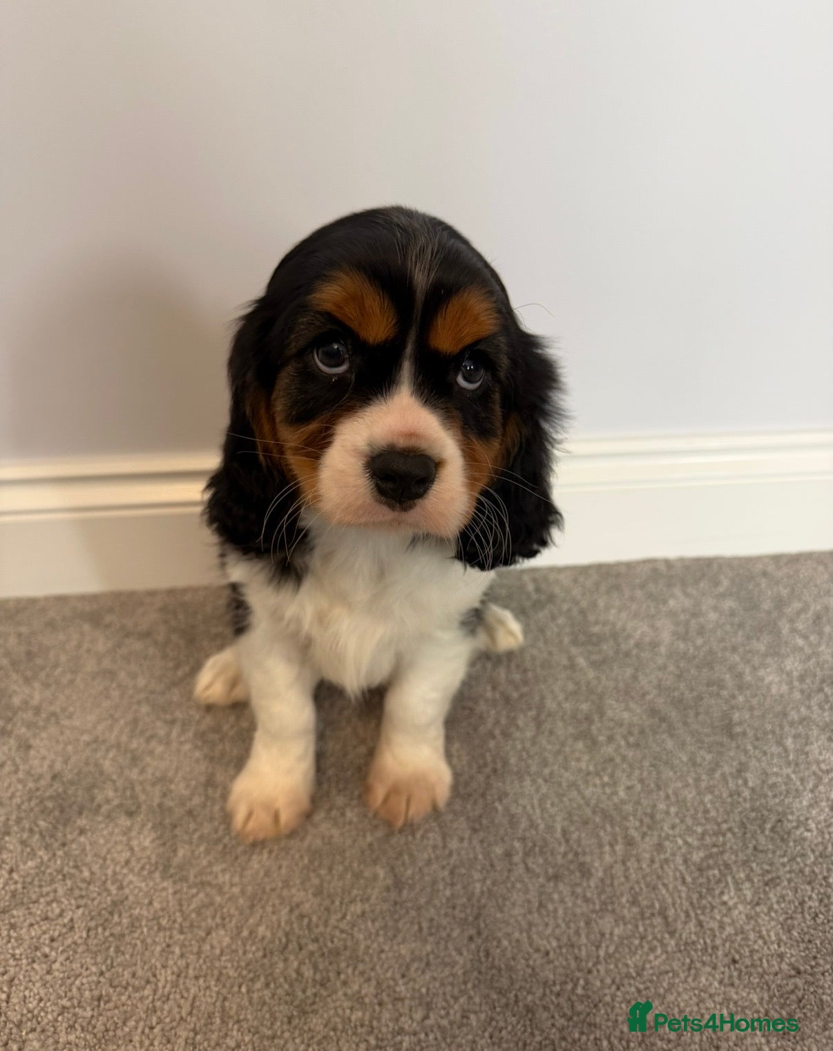 Cavalier King Charles Spaniel dogs Beautiful health tested cavalier King Charles  - Advert 18