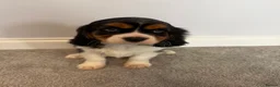 Cavalier King Charles Spaniel dogs for sale: Beautiful health tested cavalier King Charles  - Advert 1
