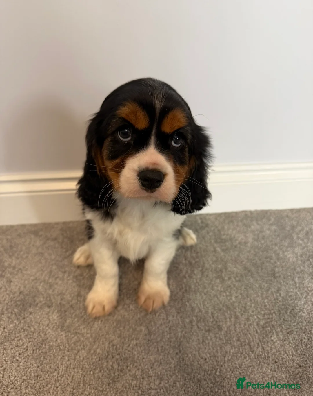 Cavalier King Charles Spaniel dogs for sale: Beautiful health tested cavalier King Charles  - Advert 1