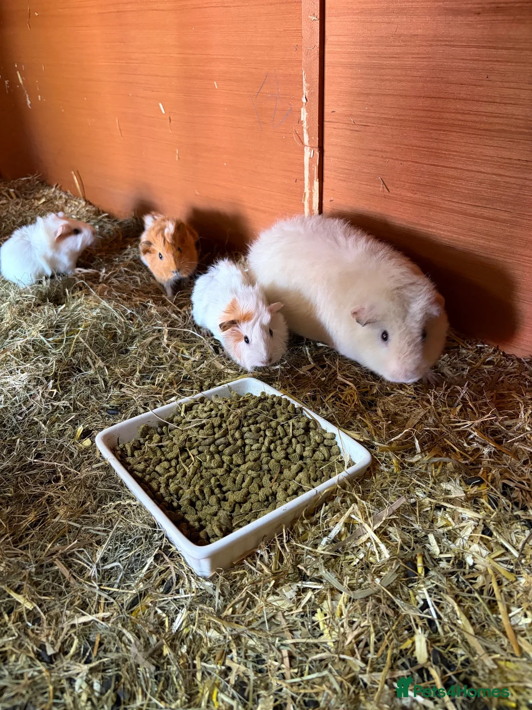 Guinea Pig rodents for sale: Baby female guniea pigs  - Advert 1