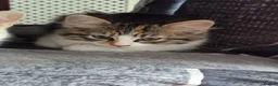Mixed Breed cats for sale: 4 gorgeous kitten looking for their forever home - Advert 3