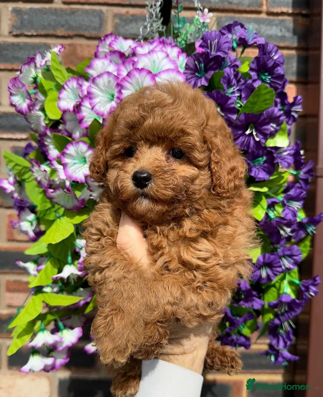 Toy Poodle dogs for sale: Stunning KC Red Toy Poodle Boys  - Advert 2