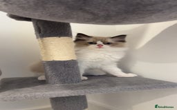 Ragdoll cats for sale: TICA RAGDOLL KITTENS GR EUR CHAMPION BLOODLINE🏆🏆 - Image 6