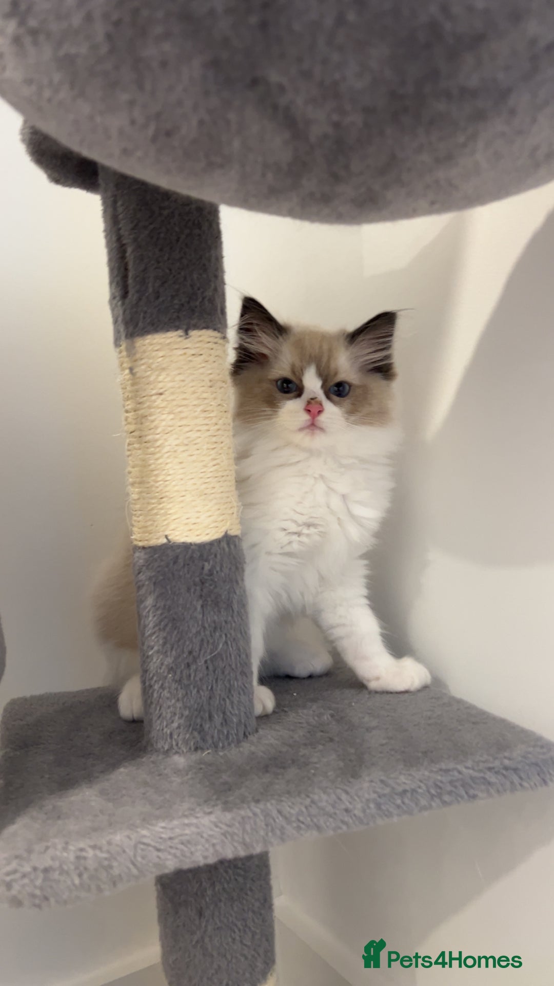 Ragdoll cats for sale: TICA RAGDOLL KITTENS GR EUR CHAMPION BLOODLINE🏆🏆 - Image 6