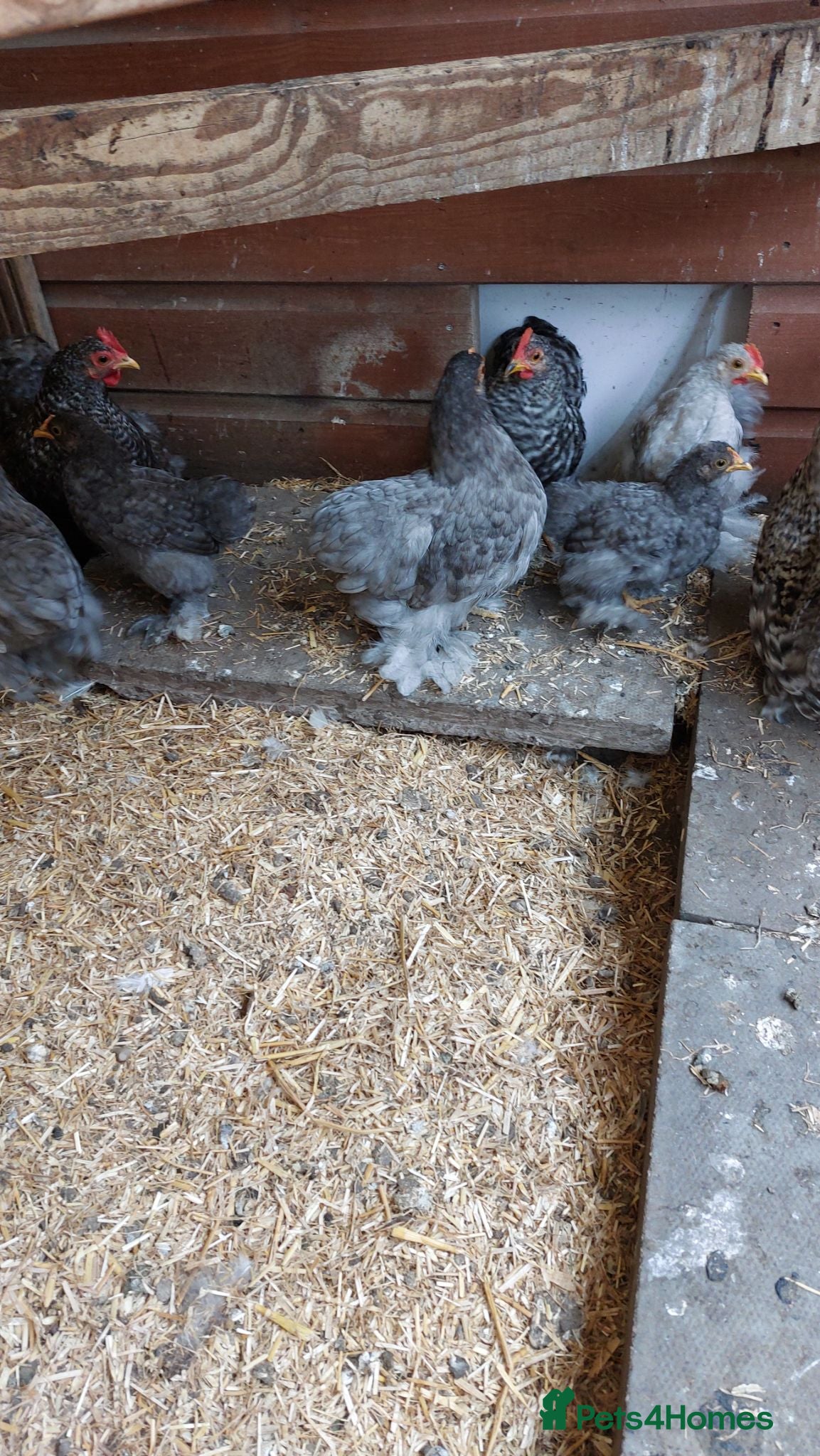 Chickens poultry Pekin bantams - Advert 2
