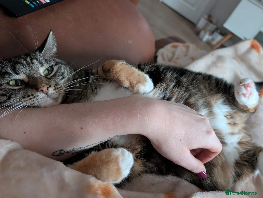 Maine Coon cats for sale: Maine coon & tabby for sale in Coatbridge - Advert 5