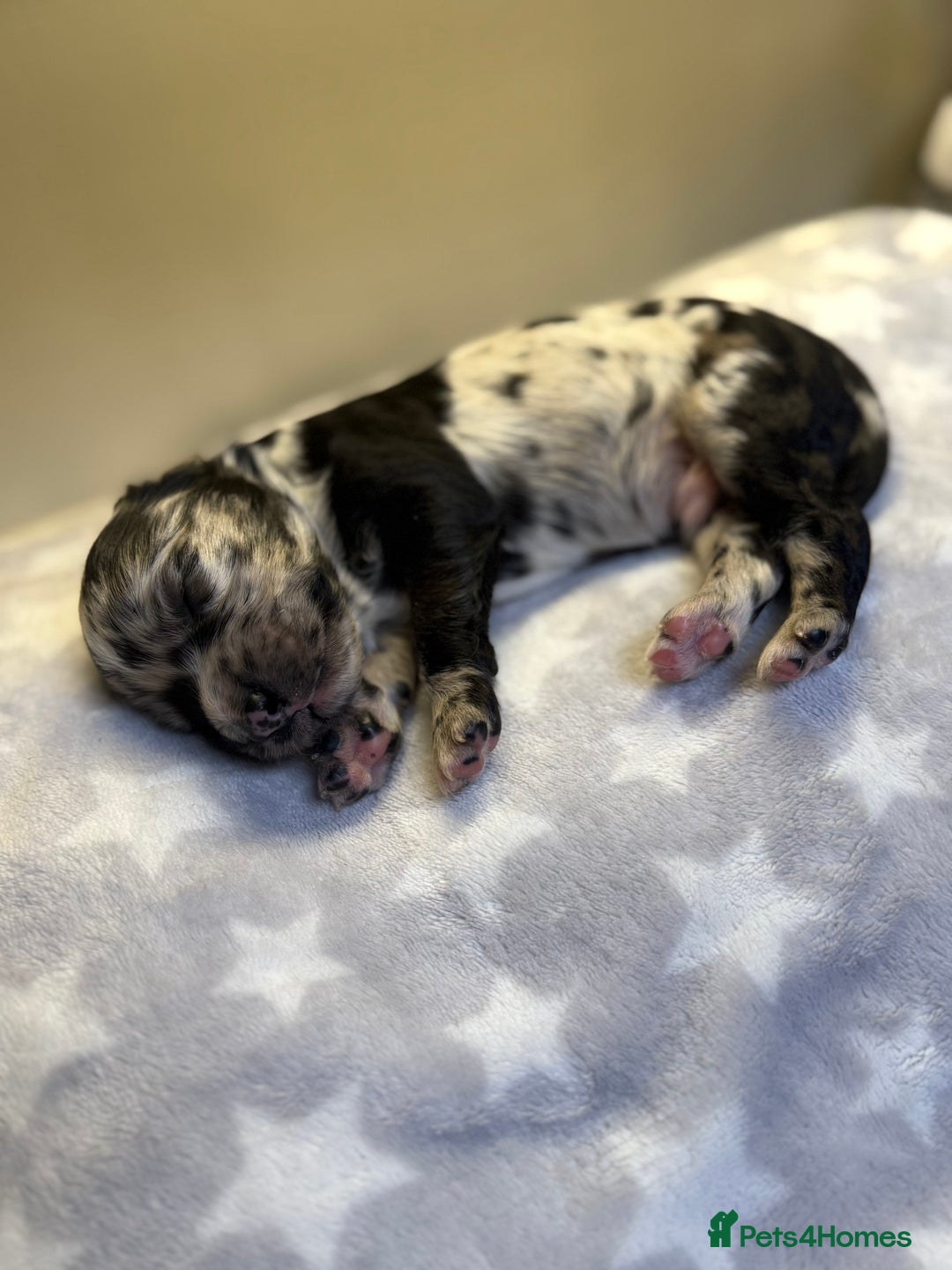 Cockapoo dogs for sale: Stunning f1b cockapoo puppies!!  - Image 1