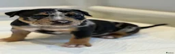 American Bully dogs for sale: Quality American Pocket Bully Pups - Advert 5