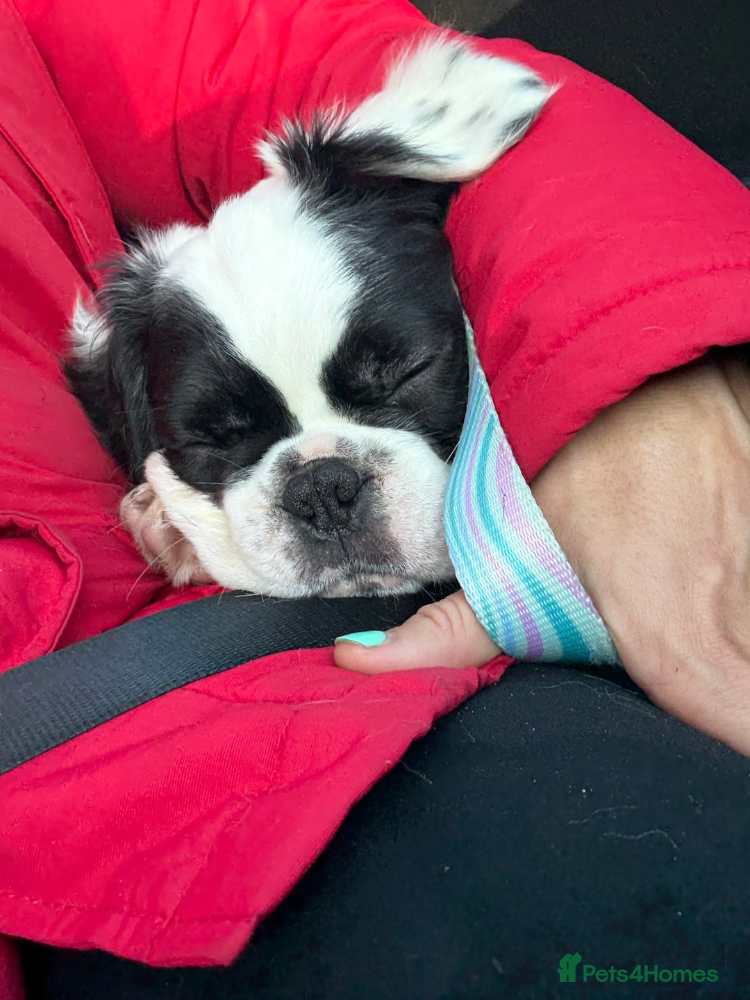 French Bulldog dogs for sale: Fluffy Frenchie’s  - Advert 9