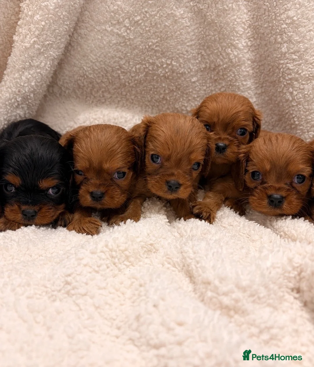 Cavalier King Charles Spaniel dogs for sale: 🐾 KC Registered King Charles cavalier  Puppies 🐾 - Advert 1