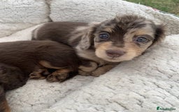Miniature Dachshund dogs for sale: Long Haired Miniature Dachshund Pups - Ready Soon - Image 1