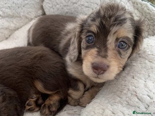 Miniature Dachshund dogs for sale - Advert 1